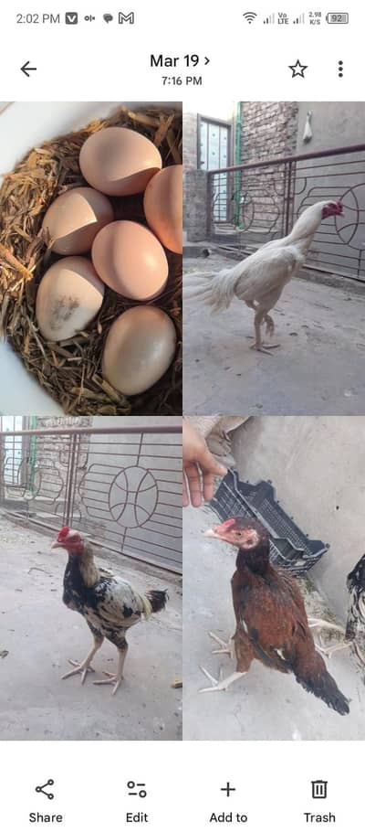 eggs available       white nok nali , high quality