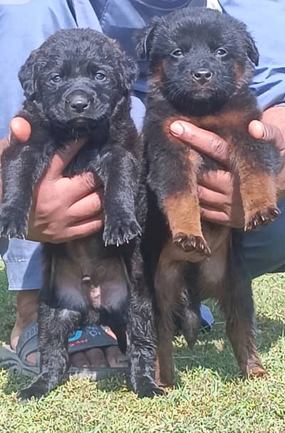 German shepherd | Puppy | GSD | Dog for sale | Long coat Puppy