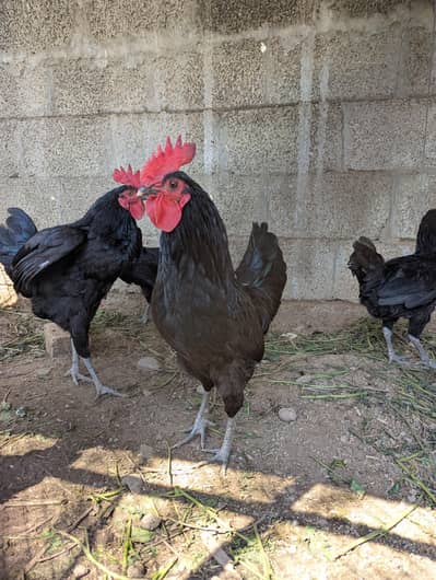 Black Astralop urgent sale