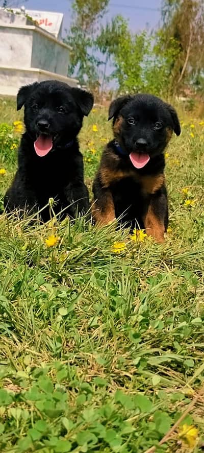 Bhagyari puppies for sale / puppy / dog /Belgian Shepherd puppy