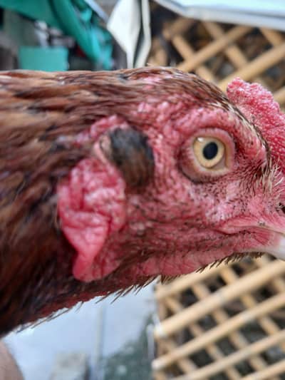 high quality aseel patha exchange