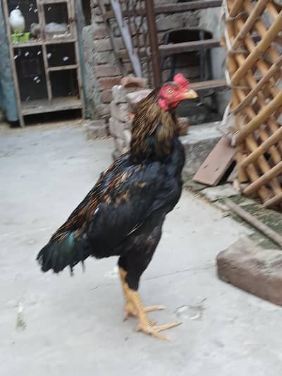 high quality aseel patha exchange