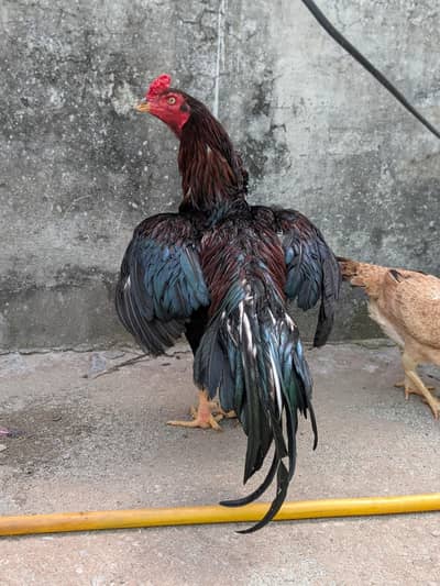 Lakha Mushki High Quality Breeder