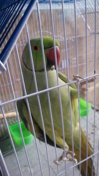 Ringneck toking Male age 2yrs gud and active