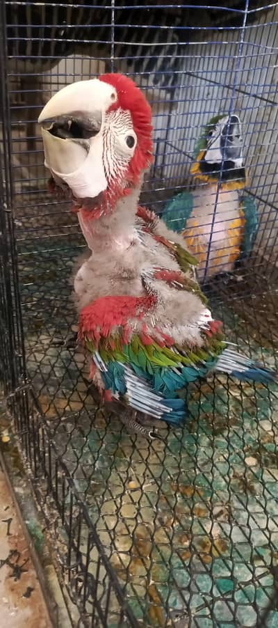 GREEN wing macaw  chick available