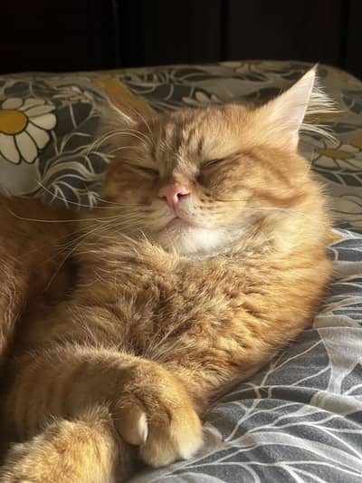 Male persian cat up for adoption