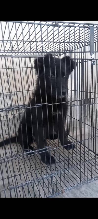 Black gsd female pup for sale