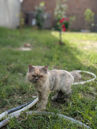 Persian cat for sale