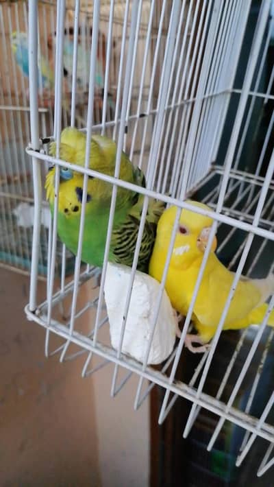 pair hogo bread Male yellow red eyes female  for sell