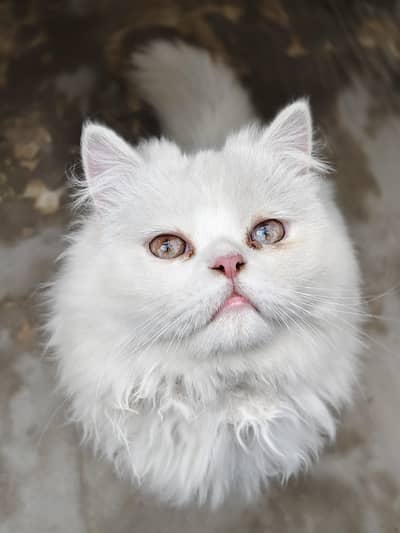 2 Persian cat male & female