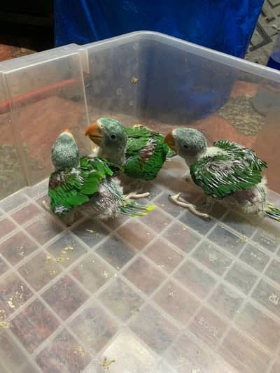 Raaw Parrot Chicks Available