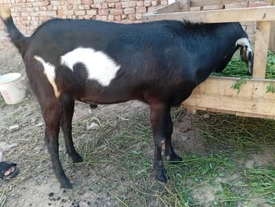 Bakra for sale