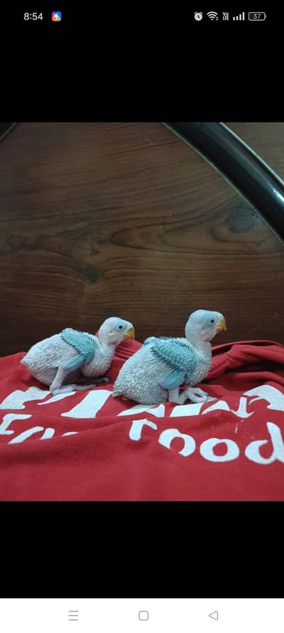 mother feed chicks available jambo size