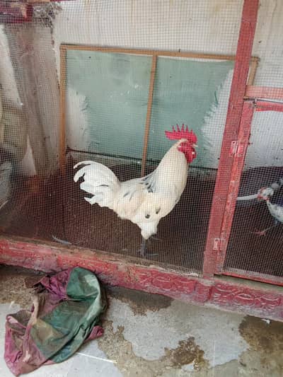 Guinea fowl (chini murghi) AP and dasi murghi for sale healthy adult