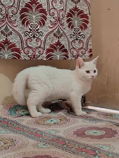 75 days Persian white colour
