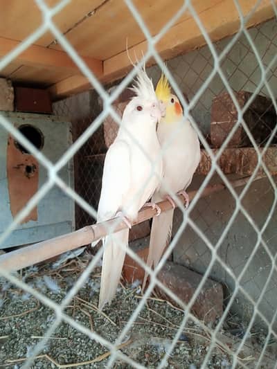 cocktail breedr pair available