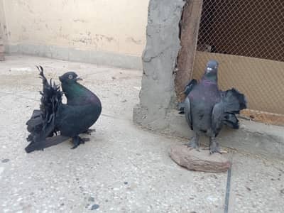 Black American laka breeder pair
