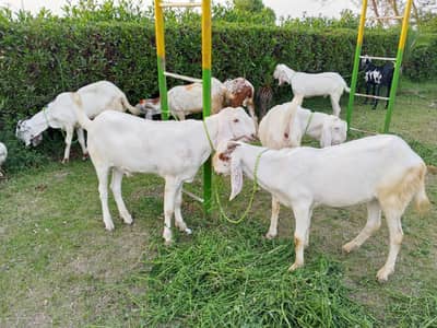 Rajanpuri + MakiChina Bakray Sale.