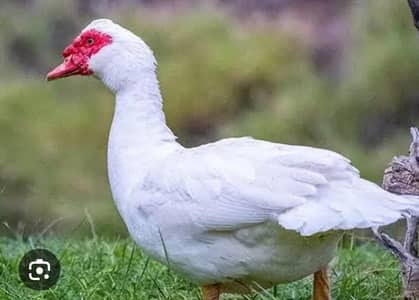 white Muscovy duck