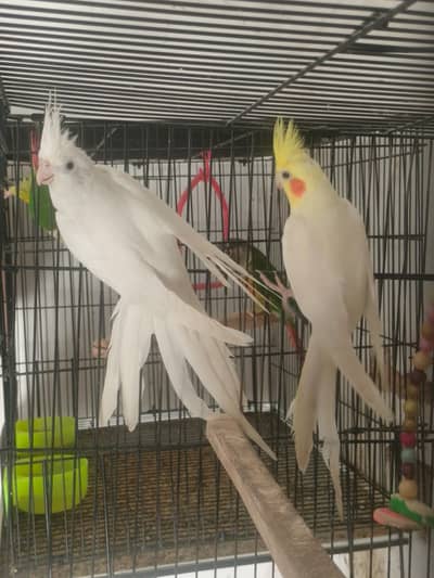 Cockatiel Breeder Pair For Sale with 5-6 eggs average