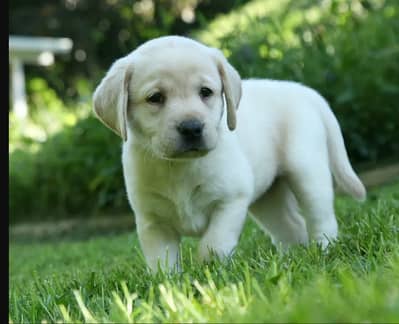 “Cute Labrador Puppies Looking for Their Forever Home