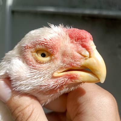 indian parrot beak aseel |paper white /long tail aseel/male