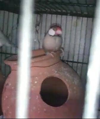 Fawn java breeder pair with two 5 months chicks 0