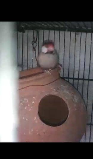 Fawn java breeder pair with two 5 months chicks 1