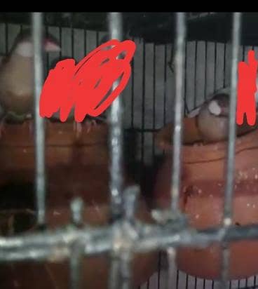 Fawn java breeder pair with two 5 months chicks 2