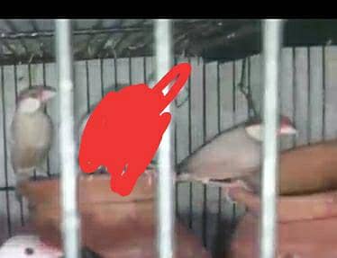 Fawn java breeder pair with two 5 months chicks 3