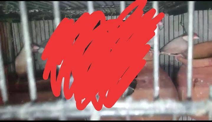 Fawn java breeder pair with two 5 months chicks 4