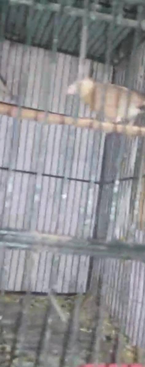 Fawn java breeder pair with two 5 months chicks 5