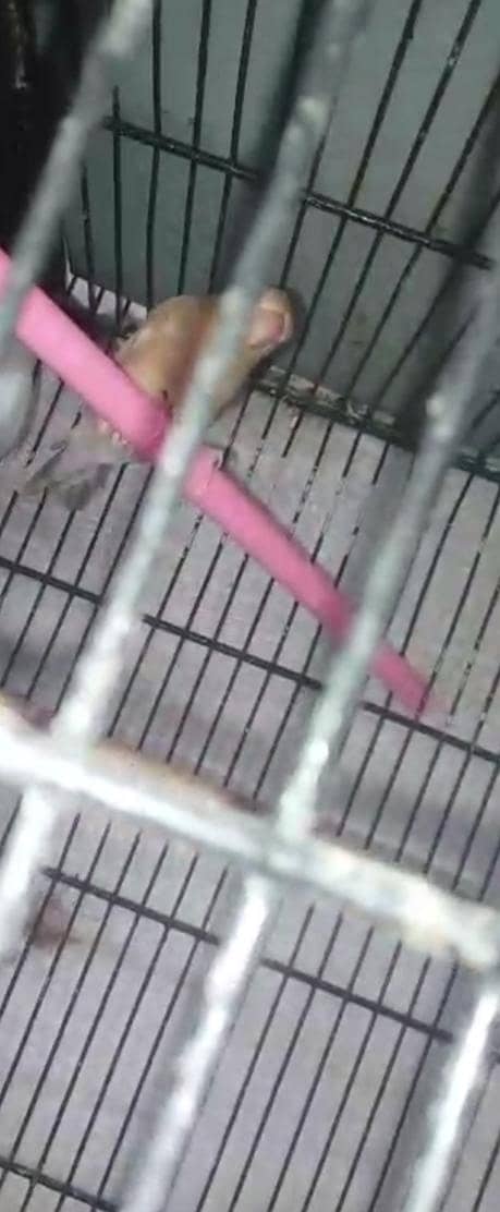 Fawn java breeder pair with two 5 months chicks 6