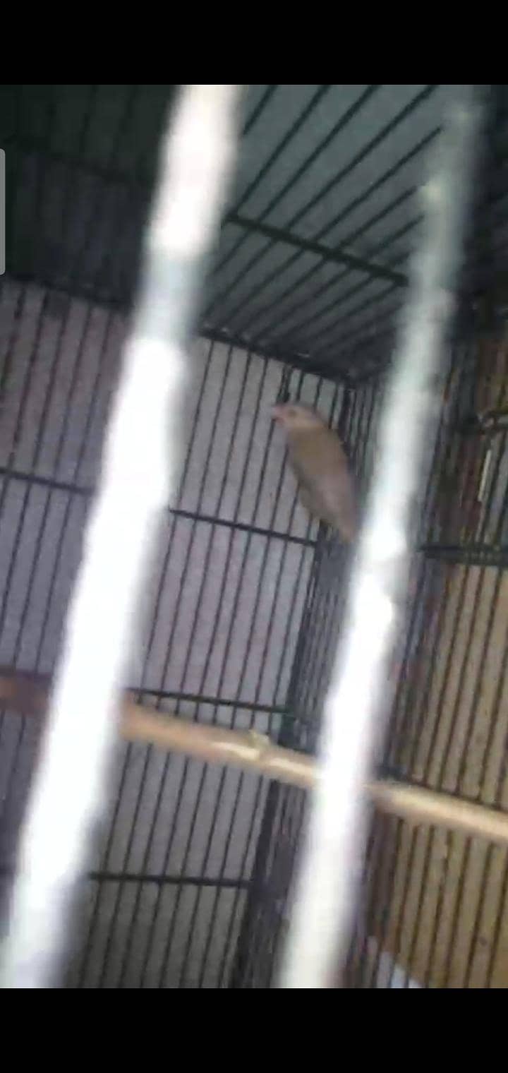 Fawn java breeder pair with two 5 months chicks 7