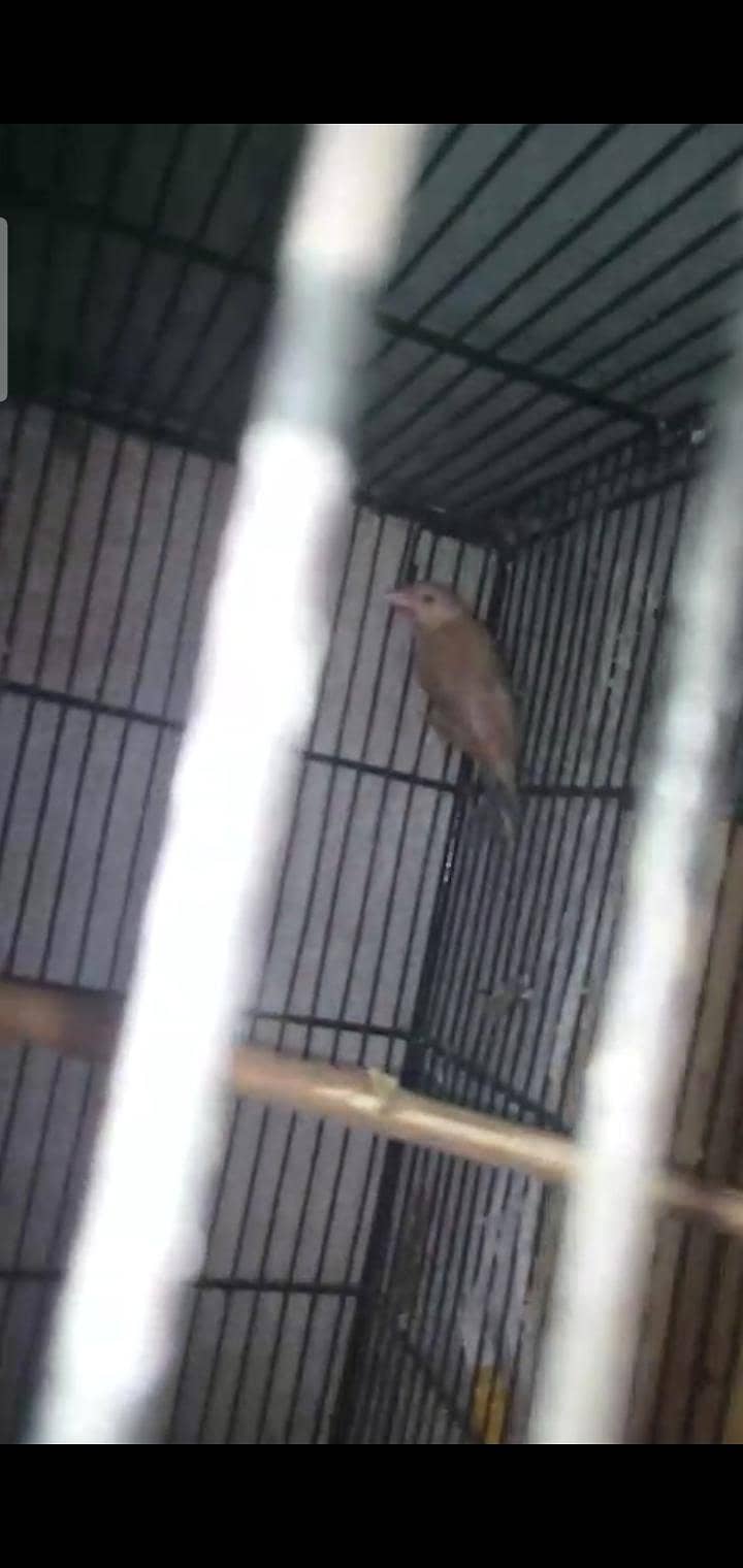 Fawn java breeder pair with two 5 months chicks 8