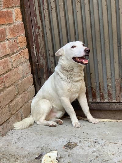 Russian dog pink nose full active dog and Friendly