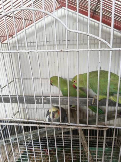 cocktail parrot and green parrot for sell with cage