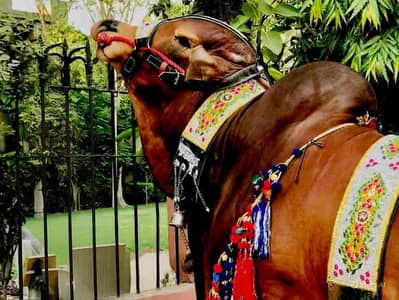 Qurbani 2 danth bachra بچھڑا برائے فروخت  خوبصورت جانور