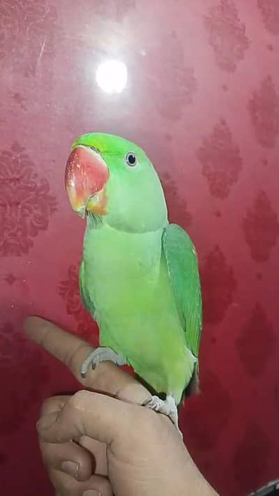 raw parrot hand tamed