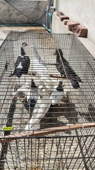 High flyer or Fancy Total 10 piece