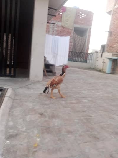 lakah shamo fertile egg