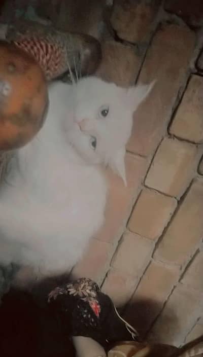 Persian red,grey eyes cat