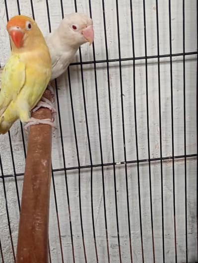 love bird creemeno albino red eye with cadge for sale