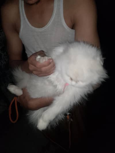 Persian cat white colour for sale