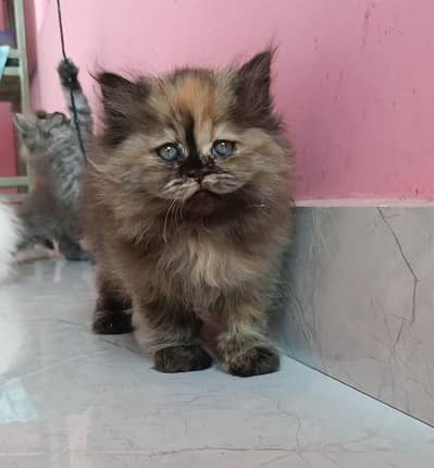 Triple Coated Pure Persian Female Kittens for Sale
