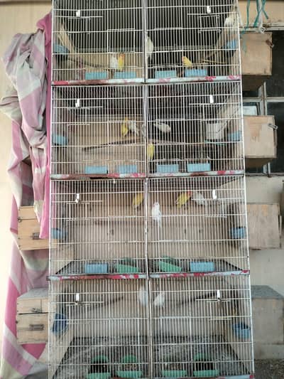 All lovebirds & bird shad & cage for sale