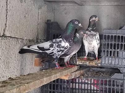 healthy active 20 bachy he teddy qamagar LAKHY