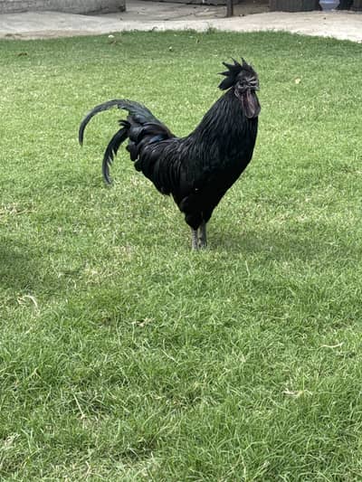 Ayam Cemani 100 percent pure