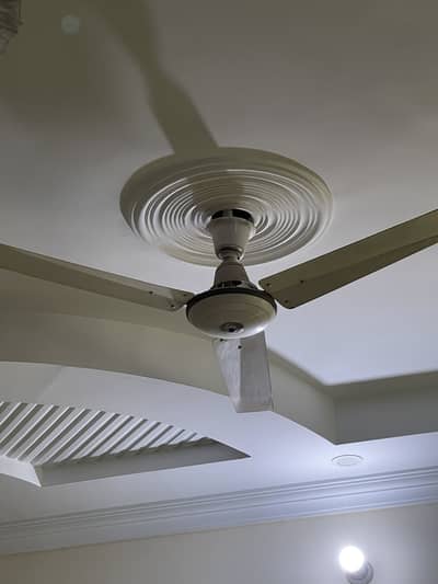 Royal copper fans