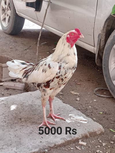 I am selling pair of  aseel hens